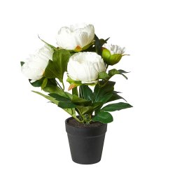 P�ON I POTTE 31CM HVID
