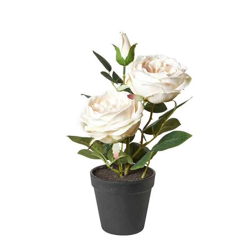 ROSE I POTTE 35CM HVID