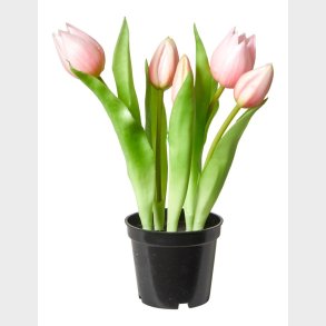 TULIPANER 5STK I POTTE ROSA
