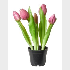 TULIPANER 5STK I POTTE M�RK ROSA