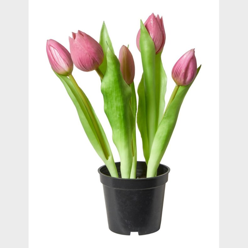 TULIPANER 5STK I POTTE M�RK ROSA
