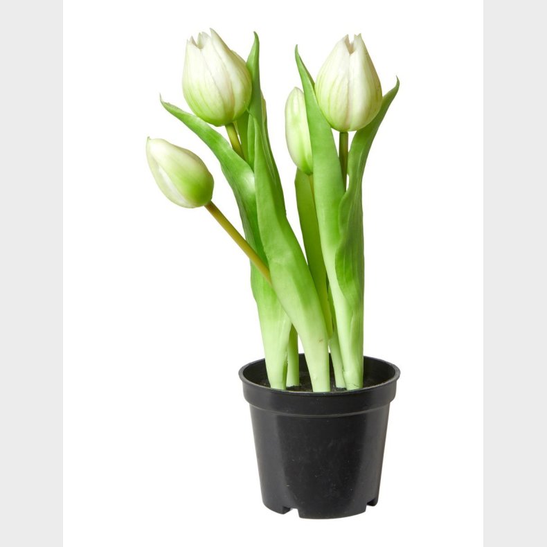 TULIPANER 5STK I POTTE HVID