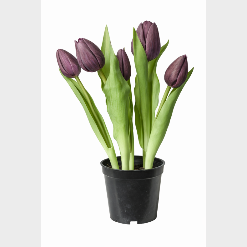 TULIPANER 5STK I POTTE LILLA
